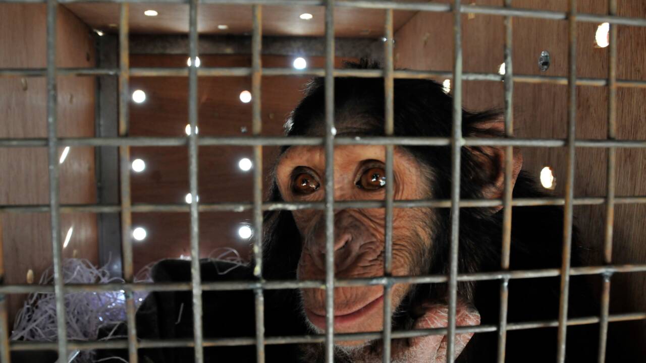 Victime d'un trafic, un chimpanzé quitte l'Irak pour le Kenya