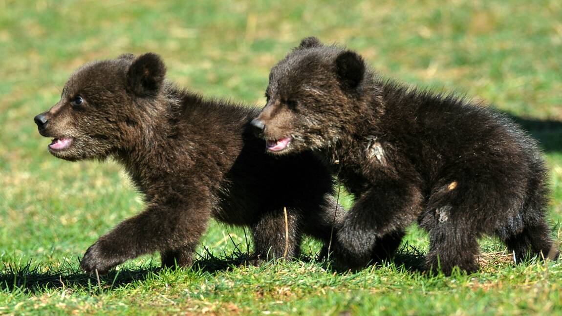 Le Monténégro s'émeut pour deux oursons orphelins