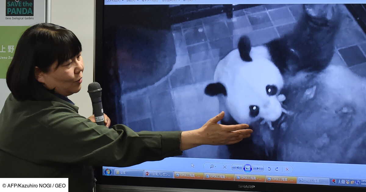 Le Bebe Panda Ne Au Japon Se Porte Bien Geo Fr