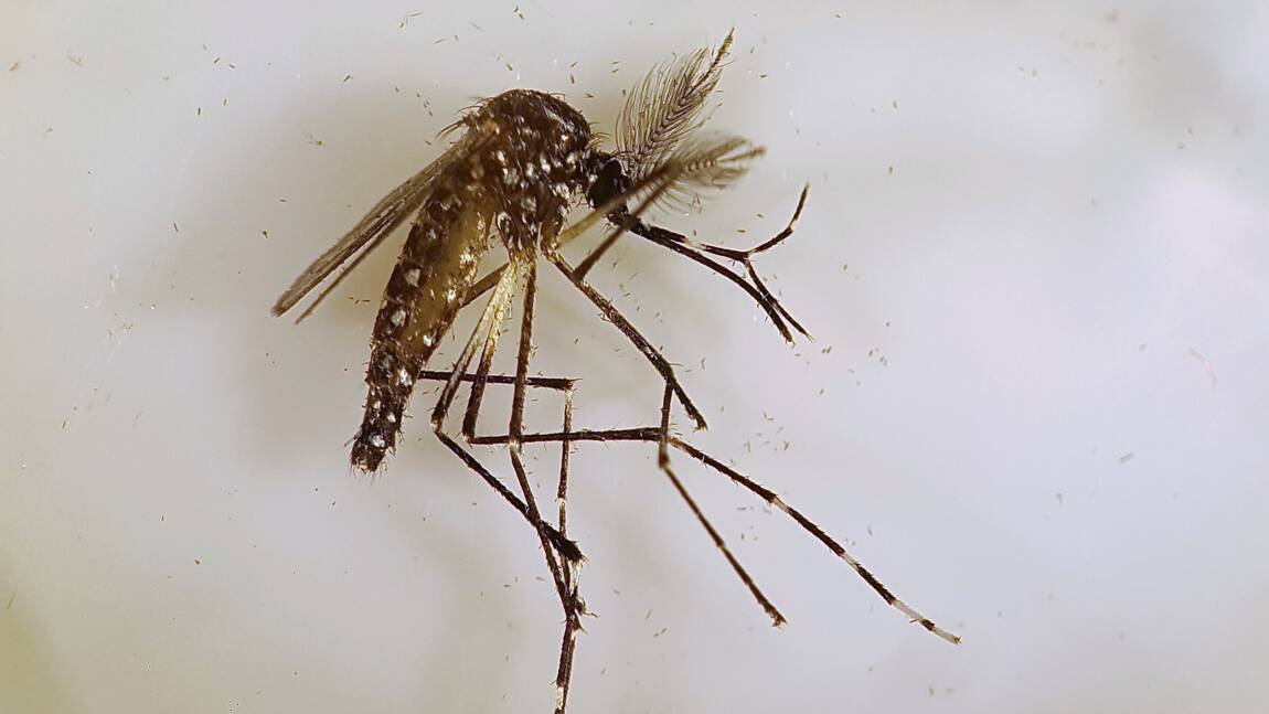 Test prometteur en Australie pour combattre la dengue