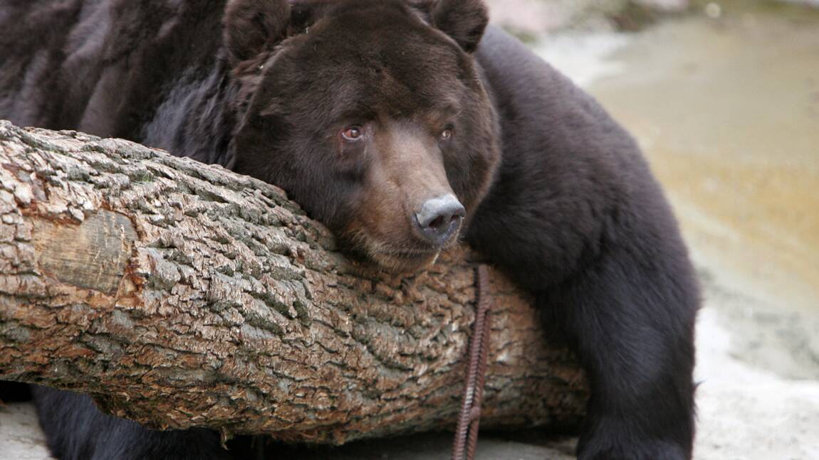 Russie: la vidéo choc d'un ours écrasé volontairement par des camions