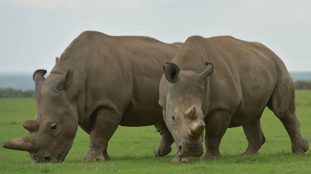 Premiers embryons de rhinos in vitro : l'espoir renaît