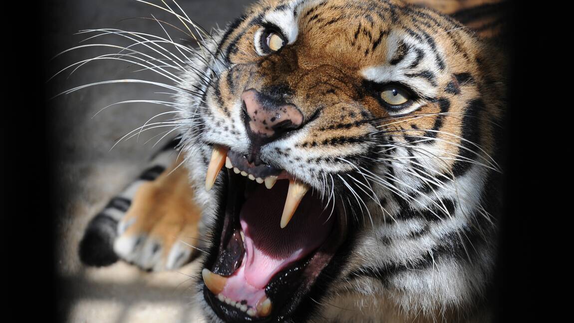 Le Bangladesh veut mieux protéger ses tigres du Bengale