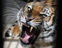 Le Bangladesh veut mieux protéger ses tigres du Bengale