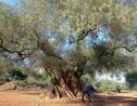 Bactérie tueuse d'oliviers: l'Espagne continentale touchée