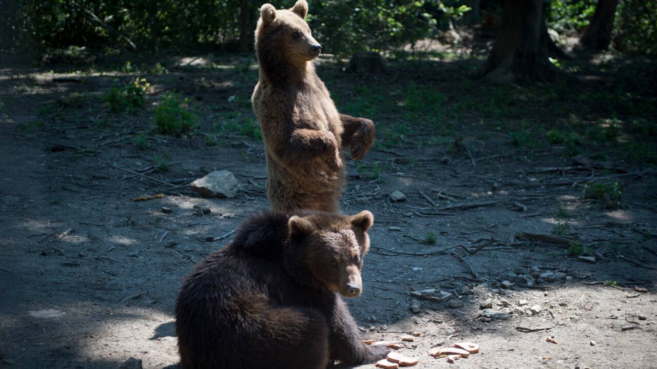 Roumanie : onze ours en vadrouille dans une petite ville des Carpates