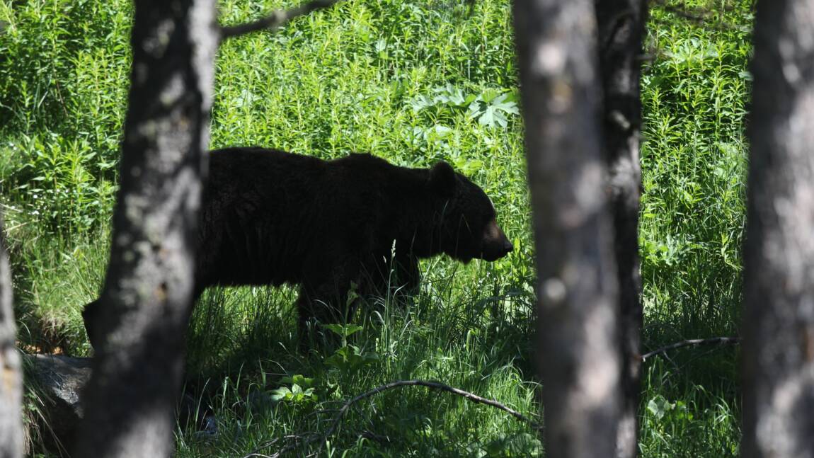 Ariège: premier effarouchement d'ours, après la chute de 61 brebis