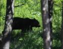 Ariège: premier effarouchement d'ours, après la chute de 61 brebis