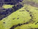 Déforestation au Brésil: l'équivalent d'un million de terrains de foot perdus en un an