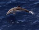 Pêche : France Nature Environnement dénonce le "massacre" des dauphins