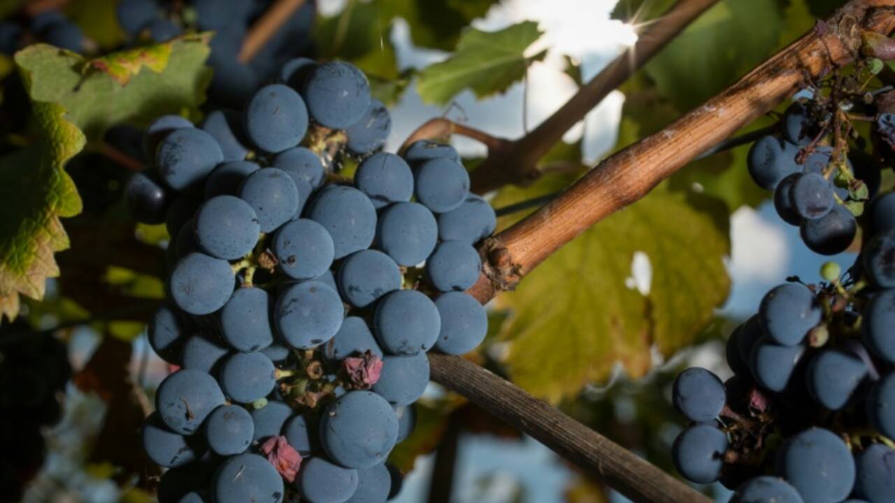 Bouleversements climatiques: la vigne française doit s'adapter