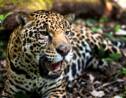 Mexique: le nombre de jaguars en hausse de 20%