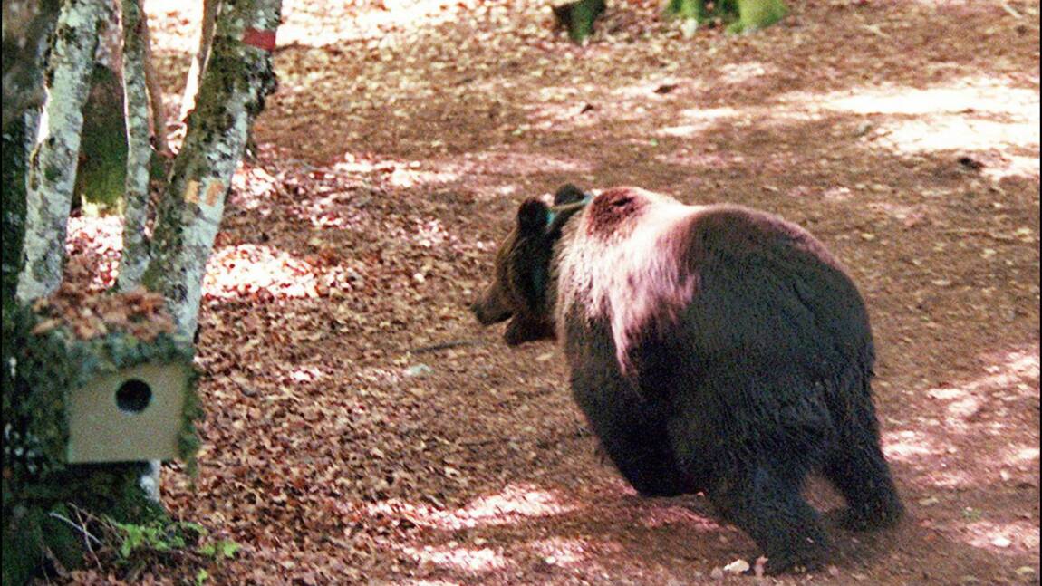 Protection de l'ours dans les Pyrénées: l'Etat condamné pour carence