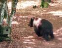 Ariège: une ONG pro-ours critique la préfète, après un effarouchement