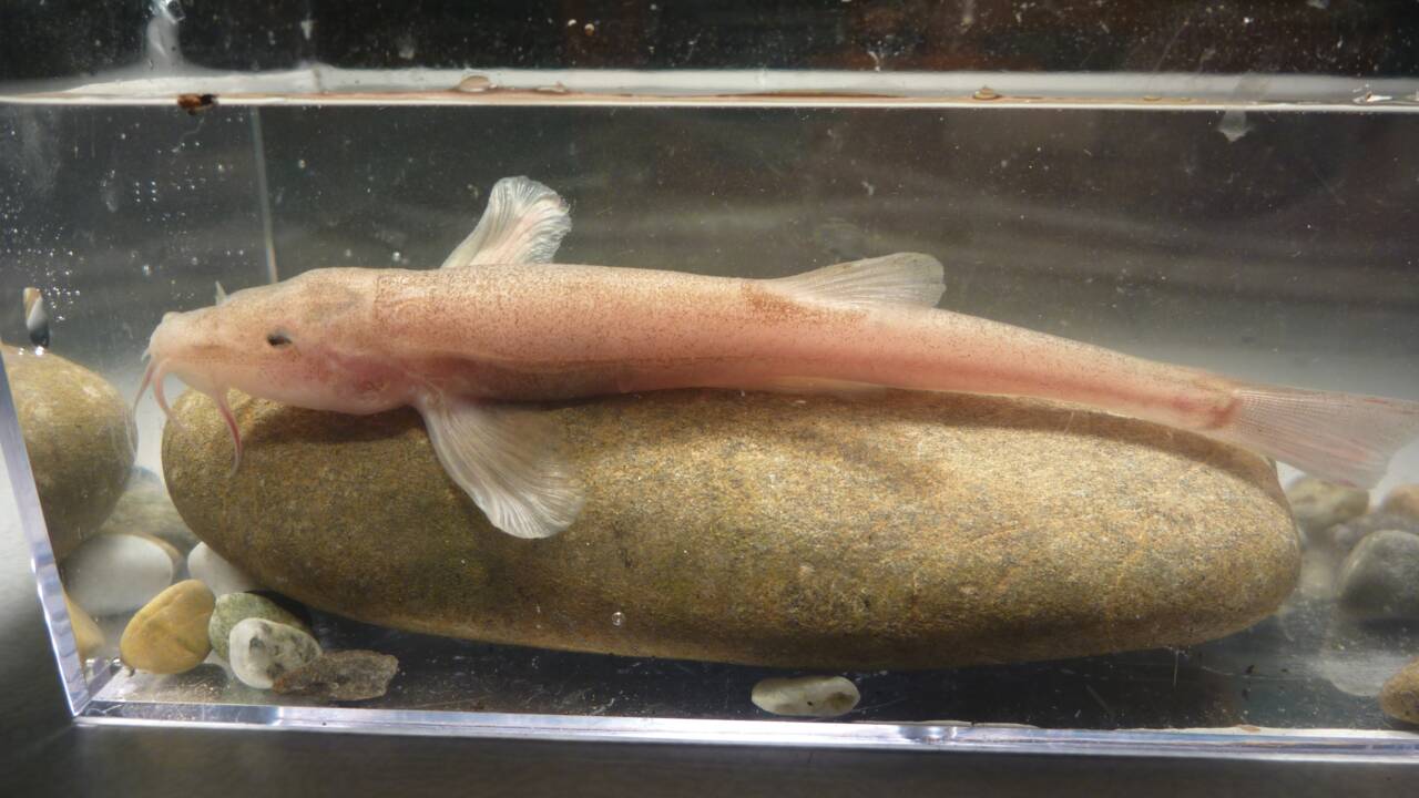 Découverte par hasard du premier poisson cavernicole en Europe