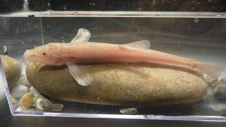 Poisson Dent Humain  - In Geometry, A Poisson Structure On A Smooth Manifold.