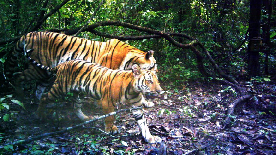 Des nouvelles familles de tigres découvertes en Thaïlande, un "miracle"