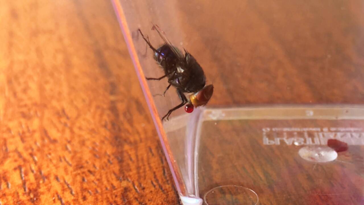 Une mouche qui fait des bulles de salive pour se rafraîchir