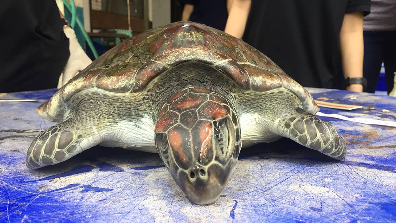 Thaïlande : une grosse tortue verte protégée, nouvelle victime du plastique
