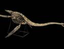 Enchères: le squelette d'un dinosaure marin retiré d'une vente à Paris