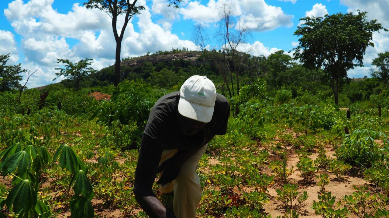 Au Mozambique, l'agriculture de conservation au secours de la forêt