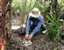 Cambodge: découverte d'œufs de crocodiles en voie d'extinction