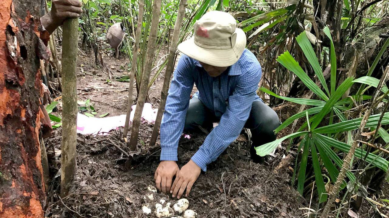 Cambodge: découverte d'œufs de crocodiles en voie d'extinction