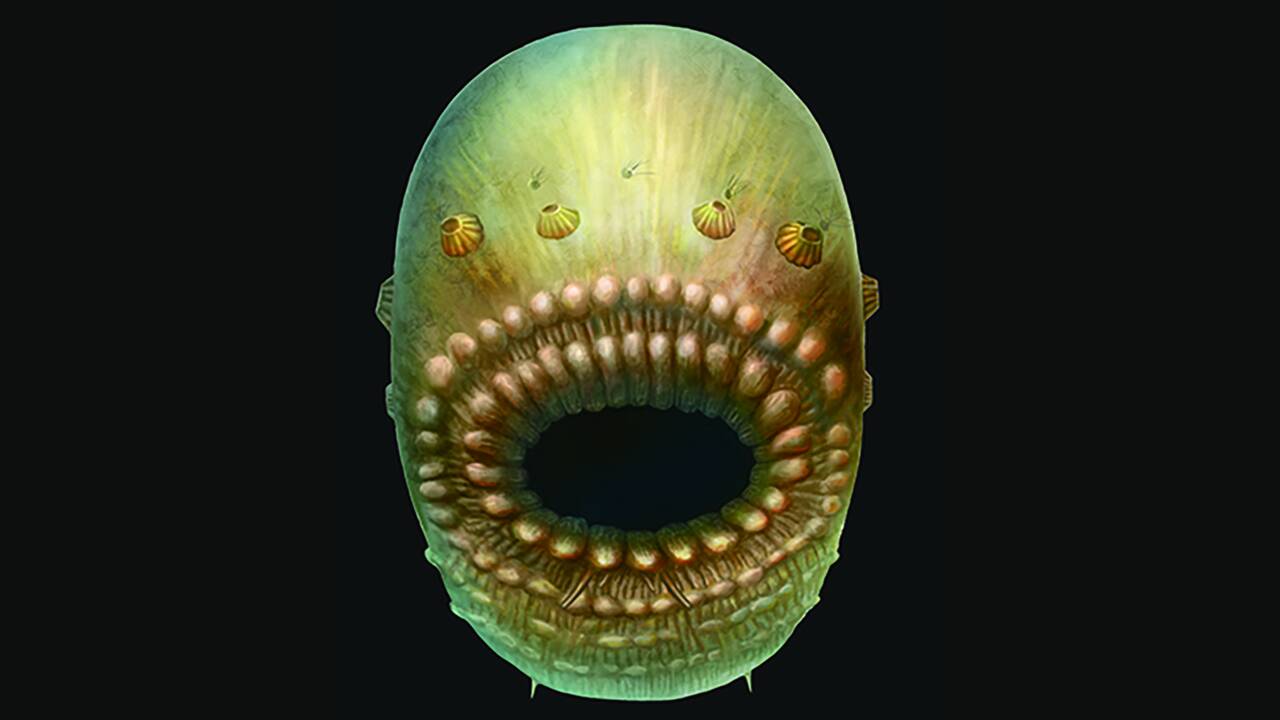 Saccorhytus, notre ancêtre à grande bouche