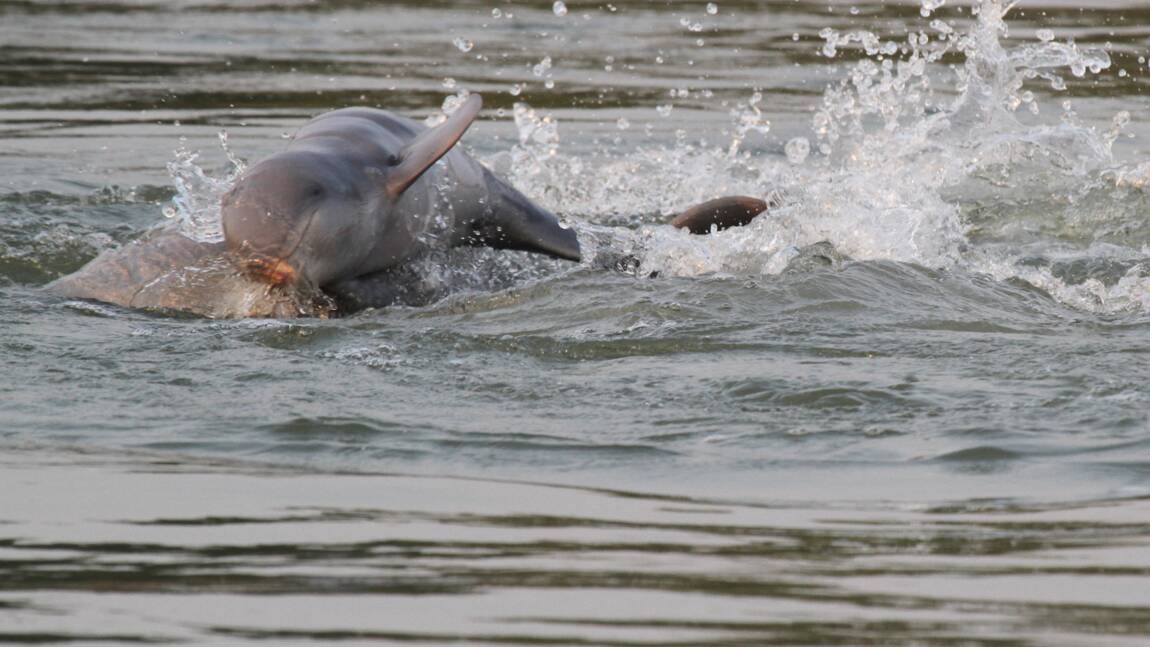 Cambodge : les dauphins de l'Irrawaddy toujours menacés mais plus nombreux