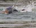 Cambodge : les dauphins de l'Irrawaddy toujours menacés mais plus nombreux