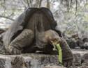 Aux Galapagos, un programme de reproduction pour des tortues éteintes