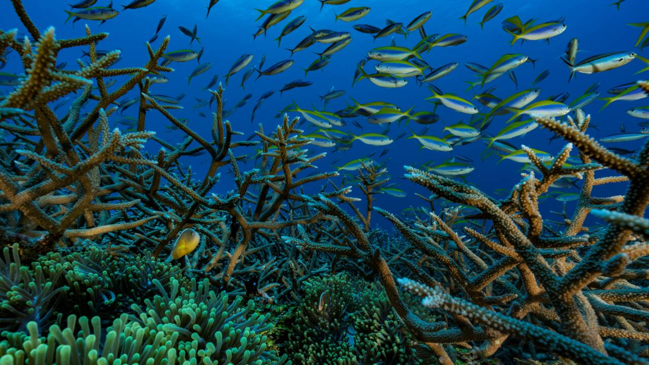 Environnement: 400 heures sous l'eau pour mettre en lumière les coraux