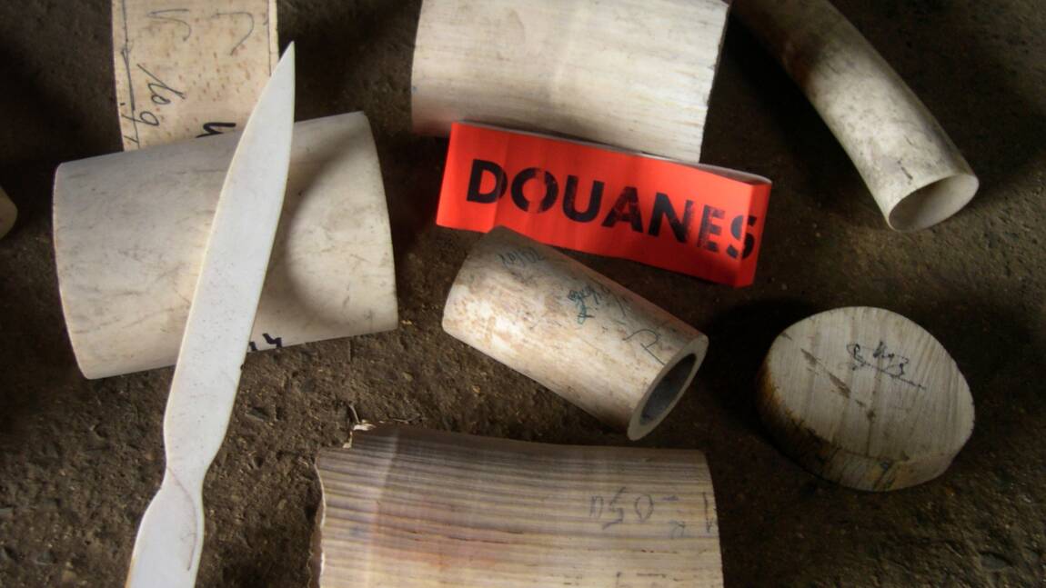 Côte d'Ivoire: saisie d'une tonne d'ivoire et autant d'écailles de pangolin