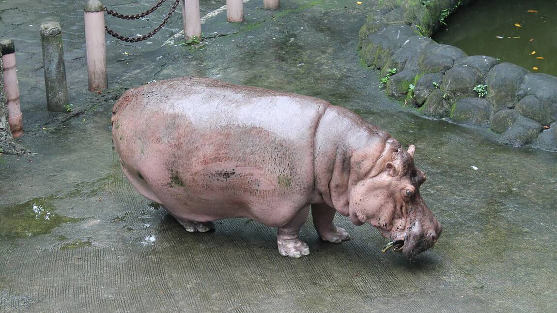 Bertha, doyenne probable des hippopotames, est morte à 65 ans