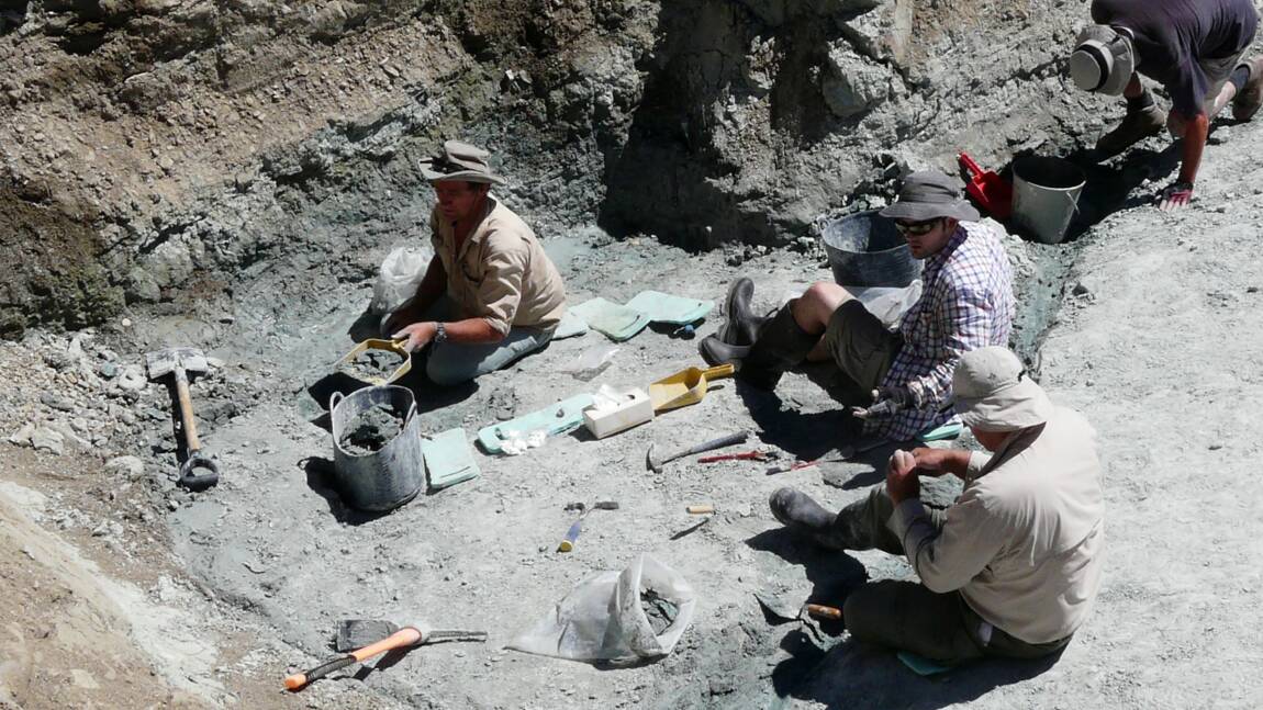 Découverte d'un fossile de chauve-souris géante en Nouvelle-Zélande