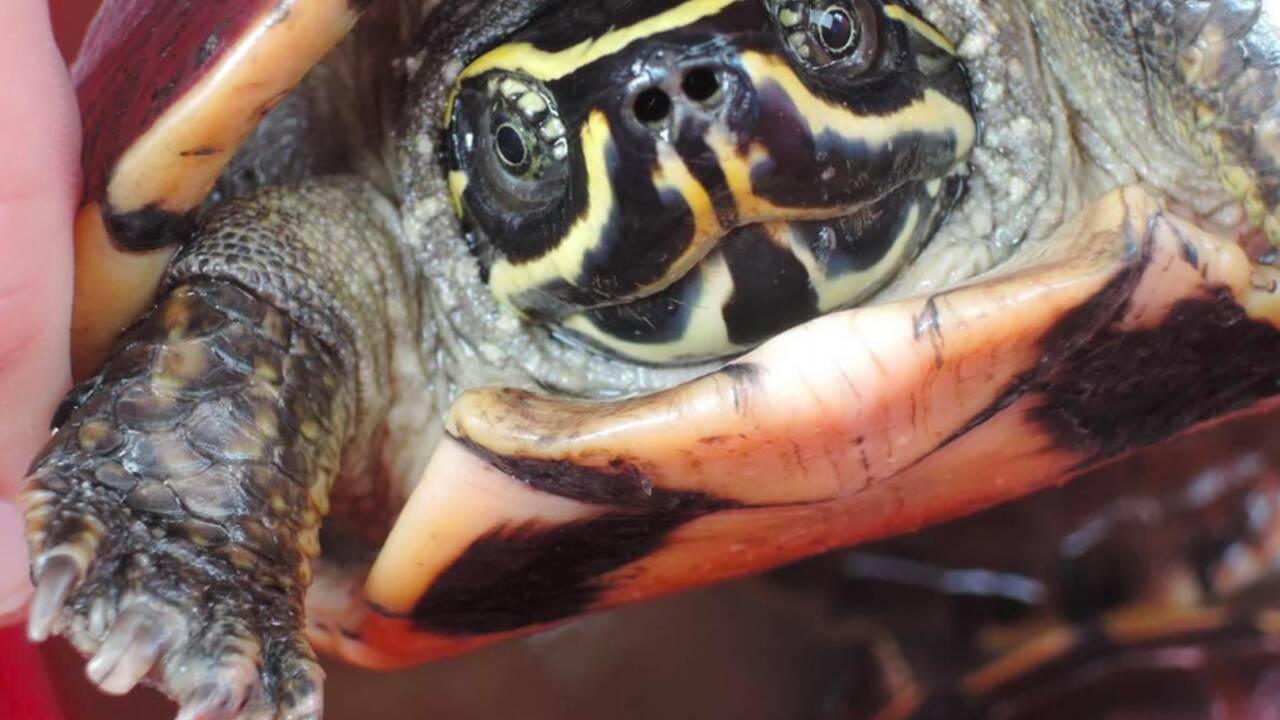 Crocodile lézard et tortue mangeuse d'escargot, nouvelles espèces en Asie