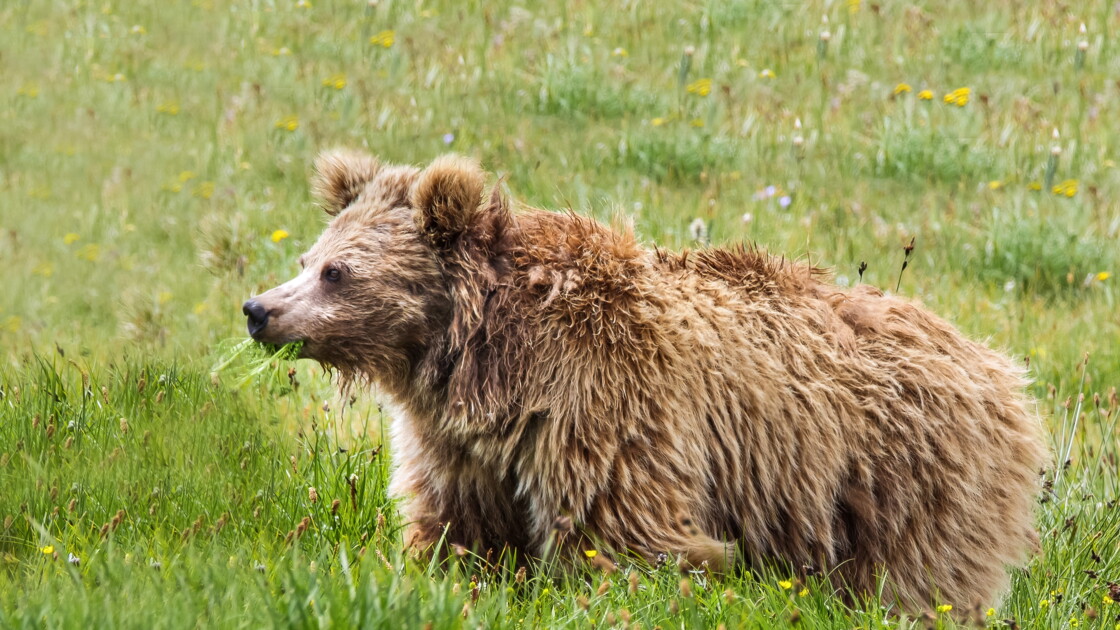 Le Yéti Un Ours Des Hautes Montagnes De Lasie Selon Des