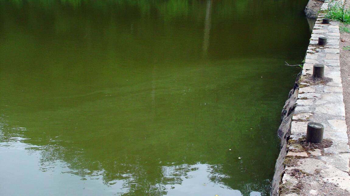 Cyanobactéries toxiques dans la Loire, en Maine-et-Loire