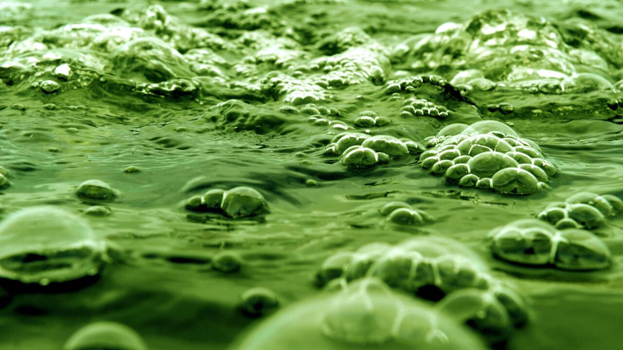 Quand la prolifération des algues était une bonne nouvelle