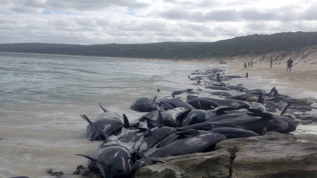 Australie: 135 dauphins-pilotes meurent échoués