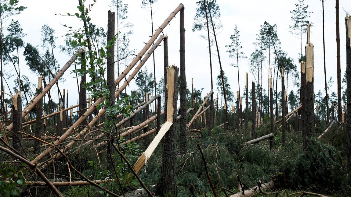 Pologne : des dizaines de milliers d'arbres abattus par des tempêtes