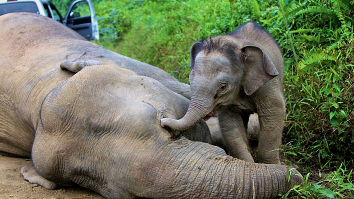 Malaisie: six éléphants pygmées retrouvés morts à Bornéo
