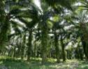 La bio-raffinerie de Total à La Mède sera dopée à l'huile de palme, dénoncent des ONG