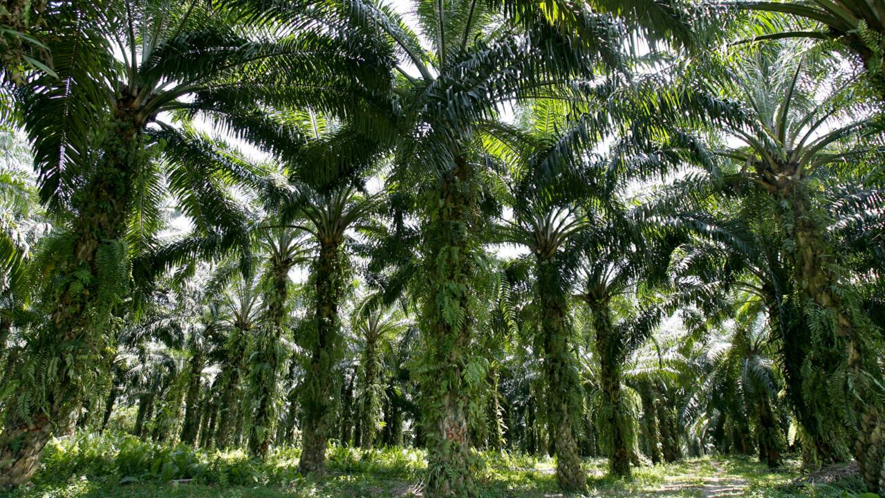 La bio-raffinerie de Total à La Mède sera dopée à l'huile de palme, dénoncent des ONG