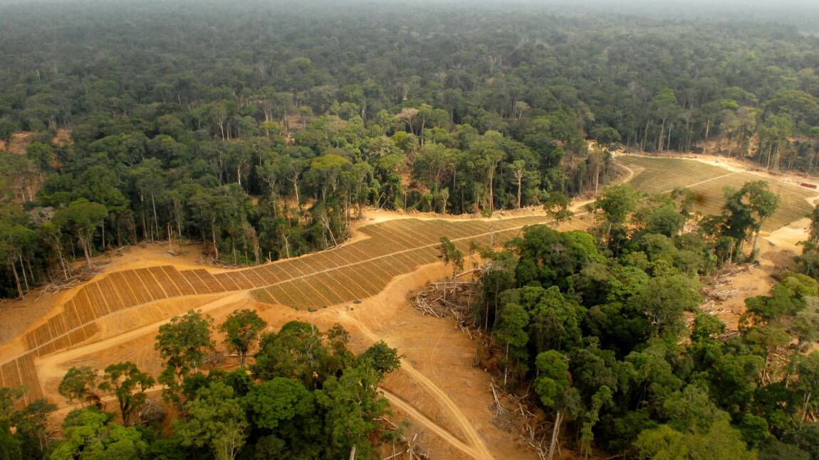 En Afrique centrale, la grogne monte contre l'huile de palme