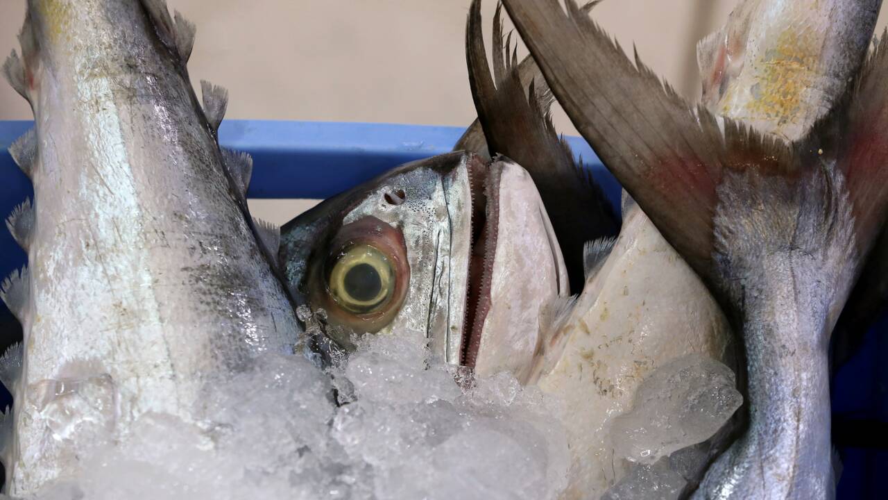 Pêche: 55% de la surface océanique exploitée par les grands chalutiers