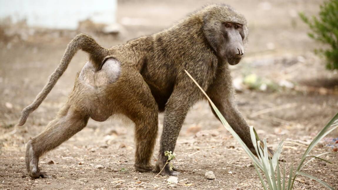 Au Texas, des babouins s'échappent d'un institut de recherche biomédicale
