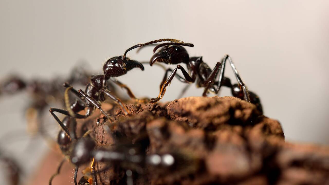 Les fourmis ont un GPS sophistiqué permettant un guidage même à reculons