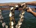 Suspension de la vente des moules et huîtres de l'étang de Thau