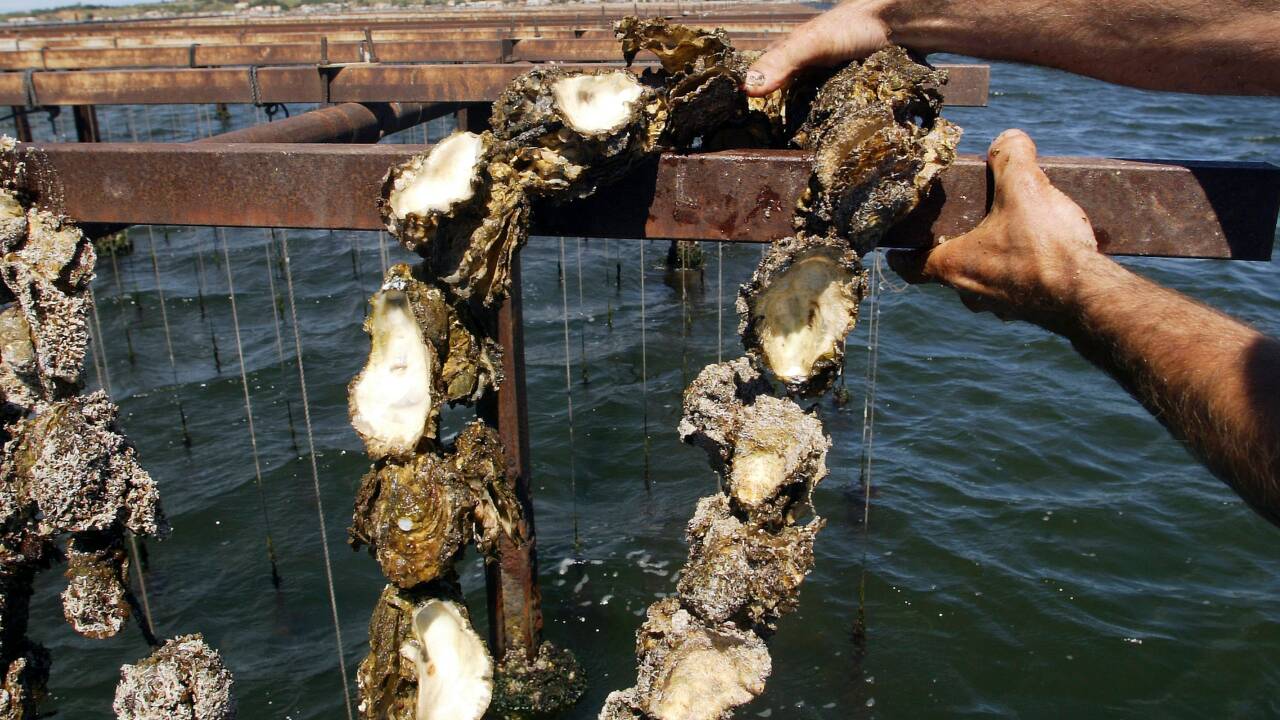 Suspension de la vente des moules et huîtres de l'étang de Thau